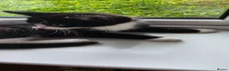 Mixed Breed cats for sale: Lovely kittens 🐈‍⬛ - Advert 3