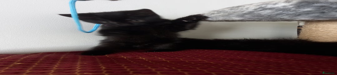 Domestic Shorthair Kitten 2
