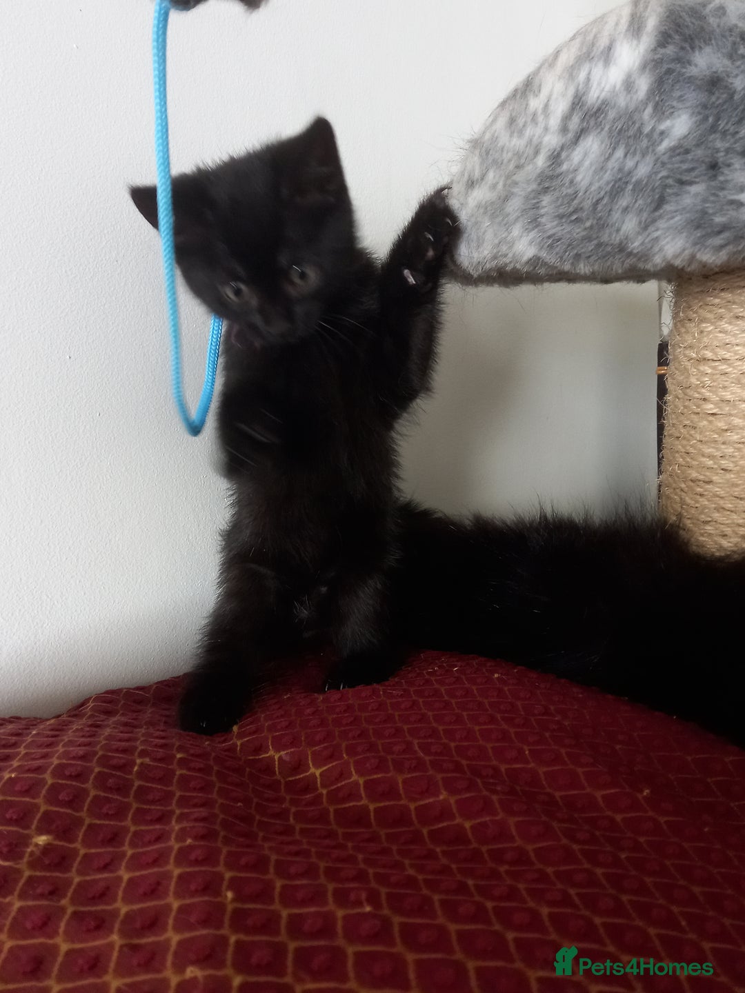 Domestic Shorthair cats for sale: 3 beautiful cuddley crazy kittens looking for you! - Image 4