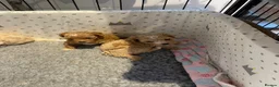 Maltipoo dogs for sale: Gorgeous Maltipoo Puppies  - Advert 7