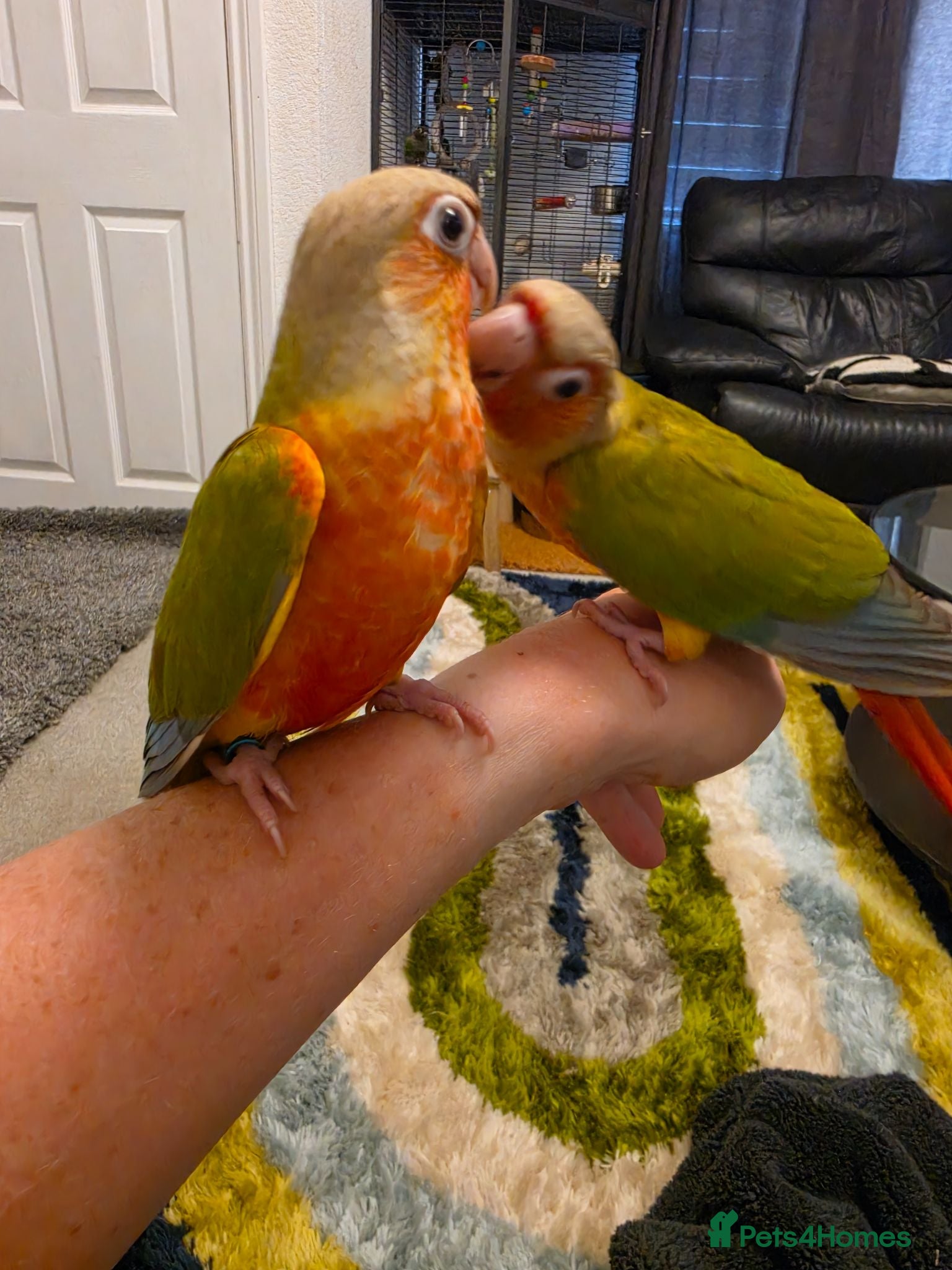 Conures birds Hand reared Conures - Advert 1