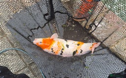 Koi Carp fish for sale: 8 x Koi Crap for Sale  - Image 7