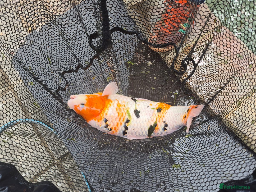 Koi Carp fish for sale: 8 x Koi Crap for Sale  - Image 7