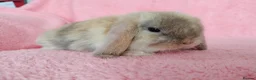 Mini Lop rabbits for sale: Baby mini lops for sale  - Advert 6