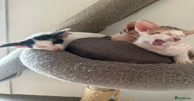 Peterbald cats - Advert 11