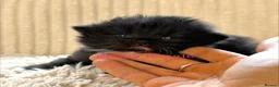 Maine Coon cats for sale: Beautiful Maine coon babies - Advert 2