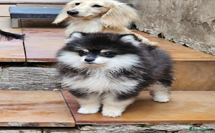 Pomsky dogs - Advert 1