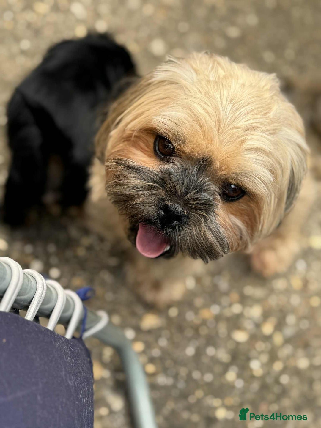 Shih Tzu dogs for sale: Shih Tzu puppies - Image 9