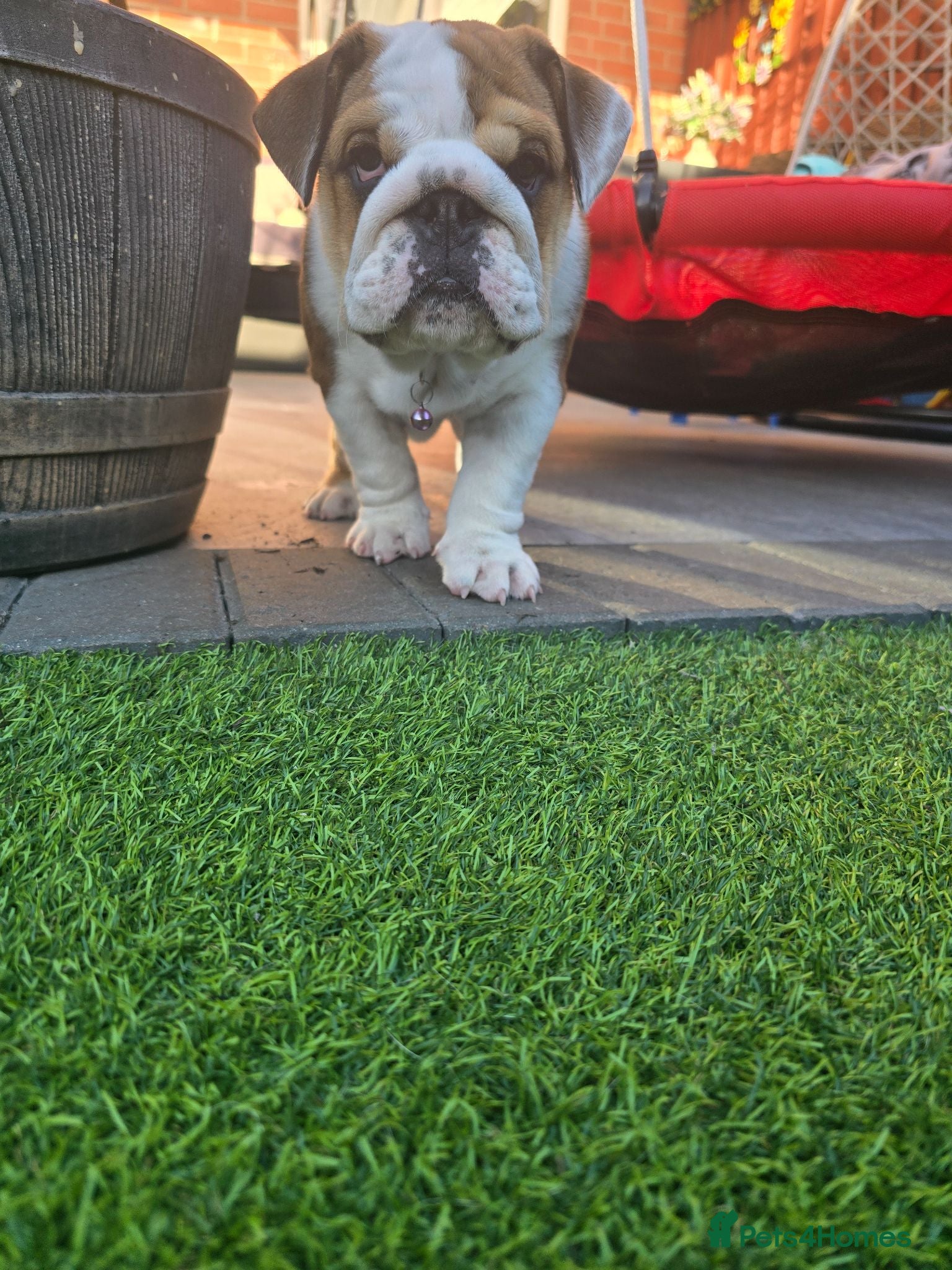 English Bulldog dogs 🐾 READY NOW ! 🎉🥰 Beautiful KC girl🐶😍 - Advert 5
