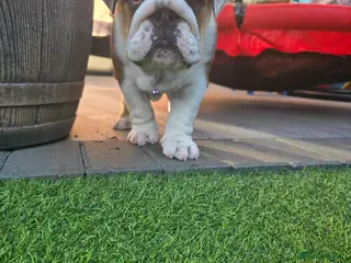 English Bulldog dogs 🐾 READY NOW ! 🎉🥰 Beautiful KC girl🐶😍 - Advert 5