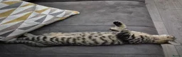 Mixed Breed cats for sale: Willow  - Advert 8