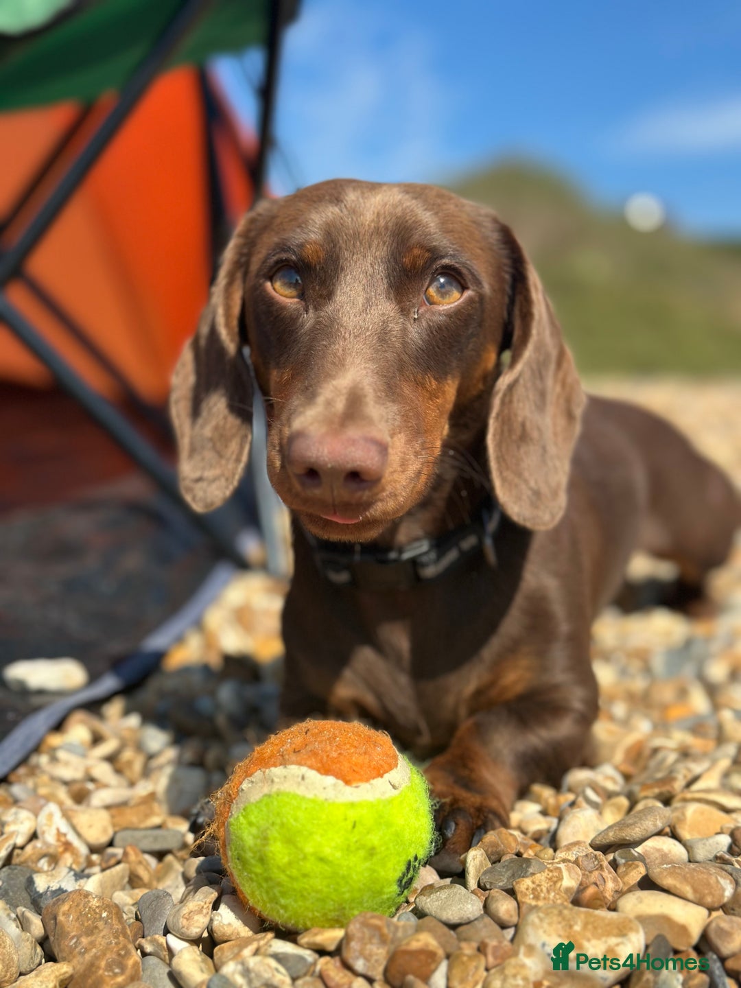 Miniature Dachshund dogs for stud: Miniature dachshund stud  - Image 2