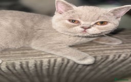 British Shorthair cats for sale: Lilac bsh female  - Image 4