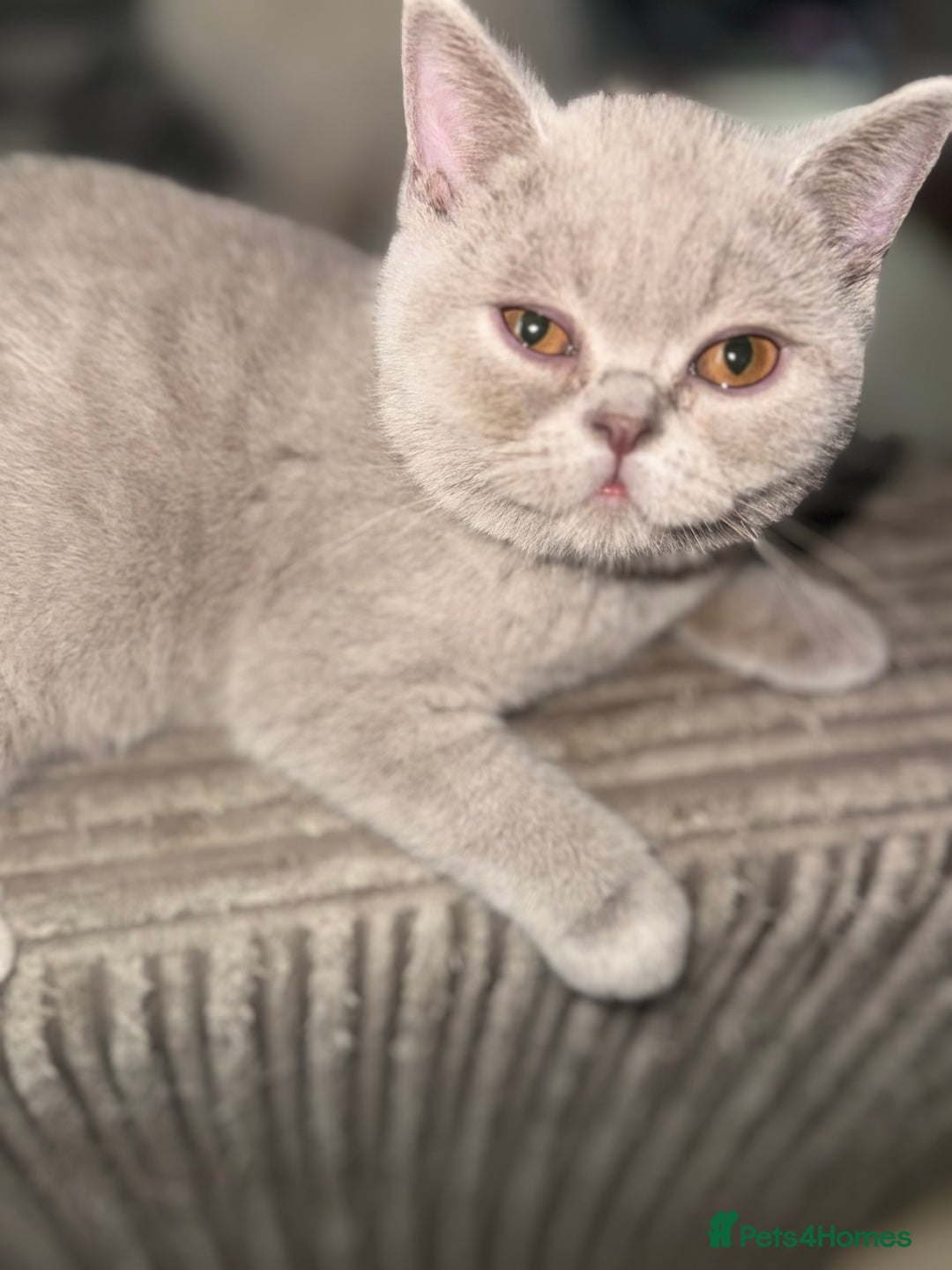 British Shorthair cats for sale: Lilac bsh female  - Image 4