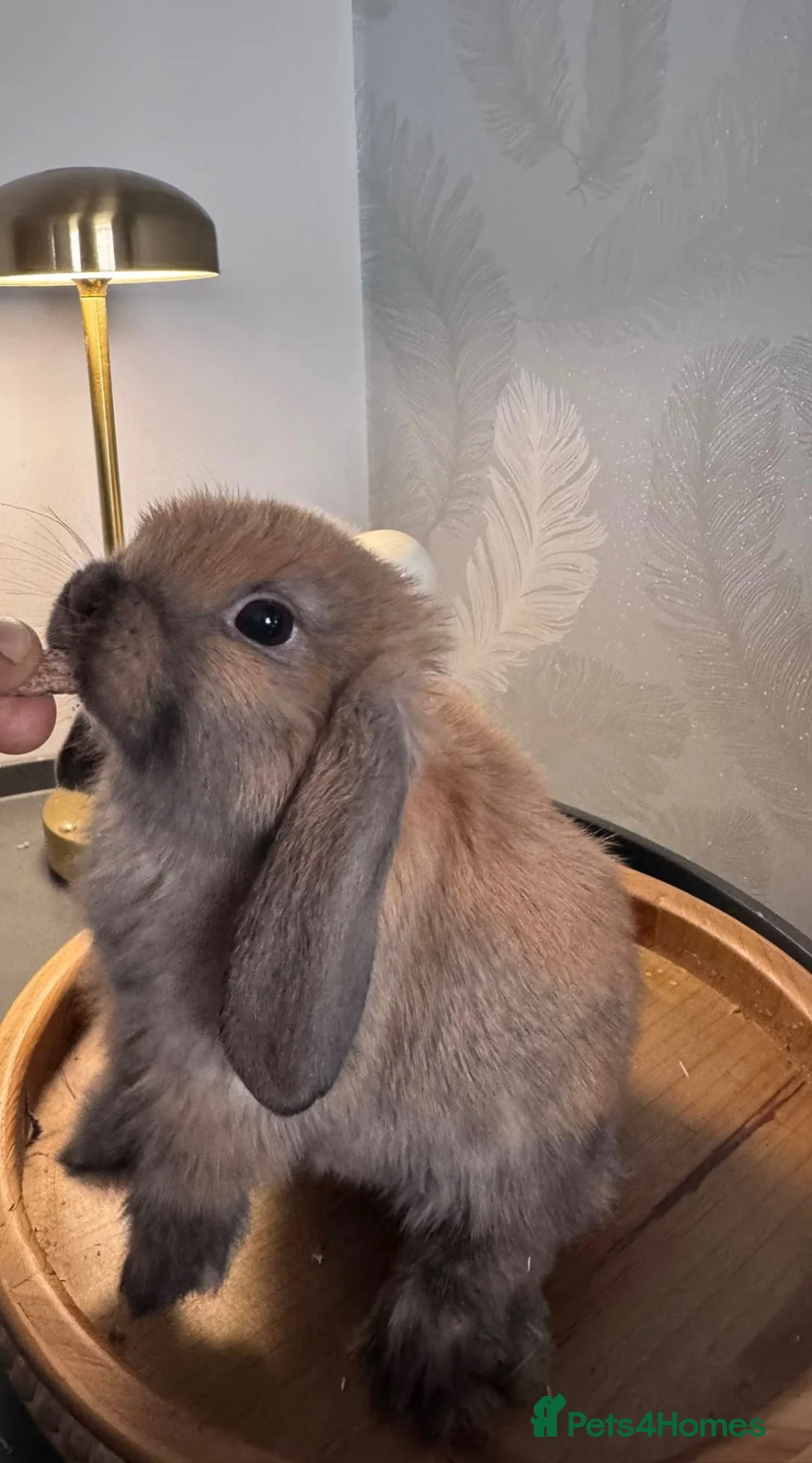 Mini Lop rabbits for sale: Pure Breed Mini Lop Babies Ready to Reserve - Advert 1