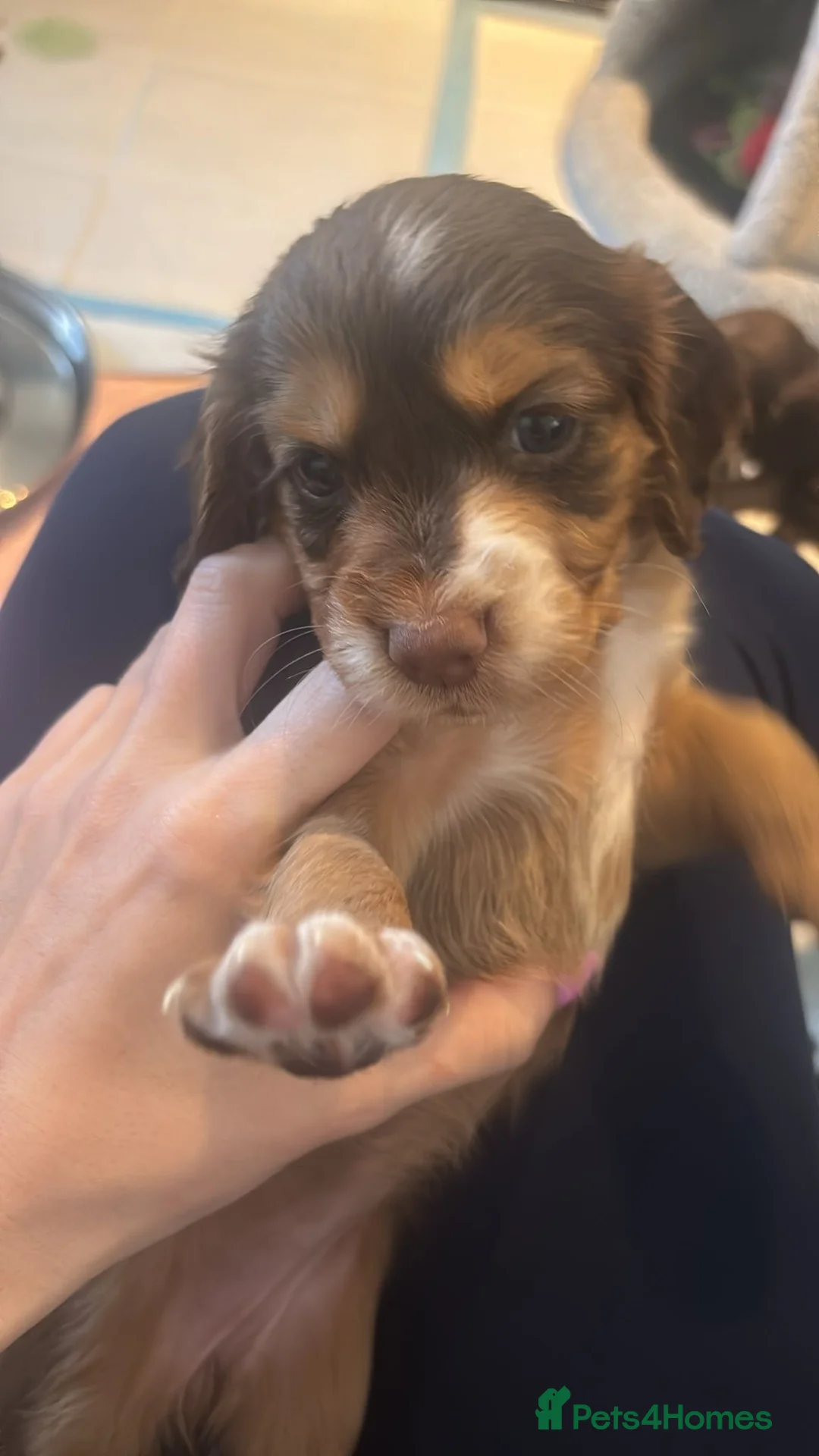 Cocker Spaniel dogs for sale: I have 2 beautiful girls left  - Advert 7