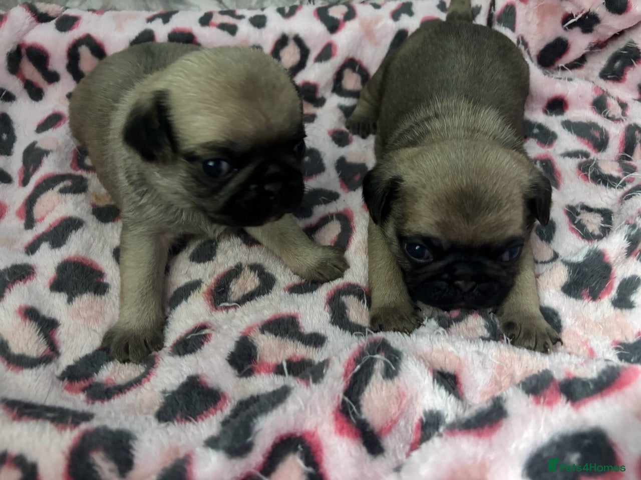 Pug dogs Only 2 Beautiful Pug Puppys For left for sale  - Advert 2