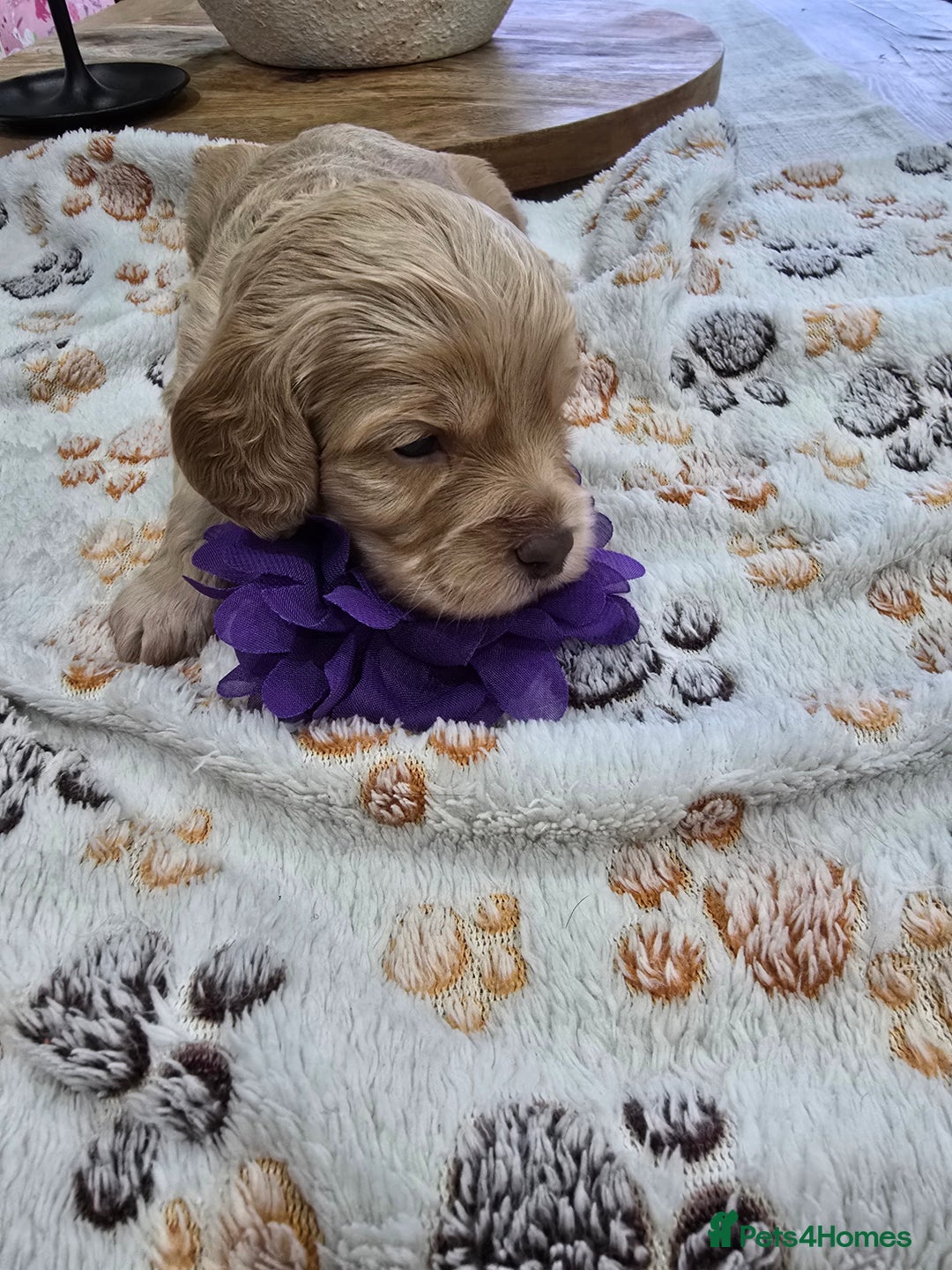 Cavapoo dogs for sale: Beautiful fully health tested cavapoo puppies  - Advert 20