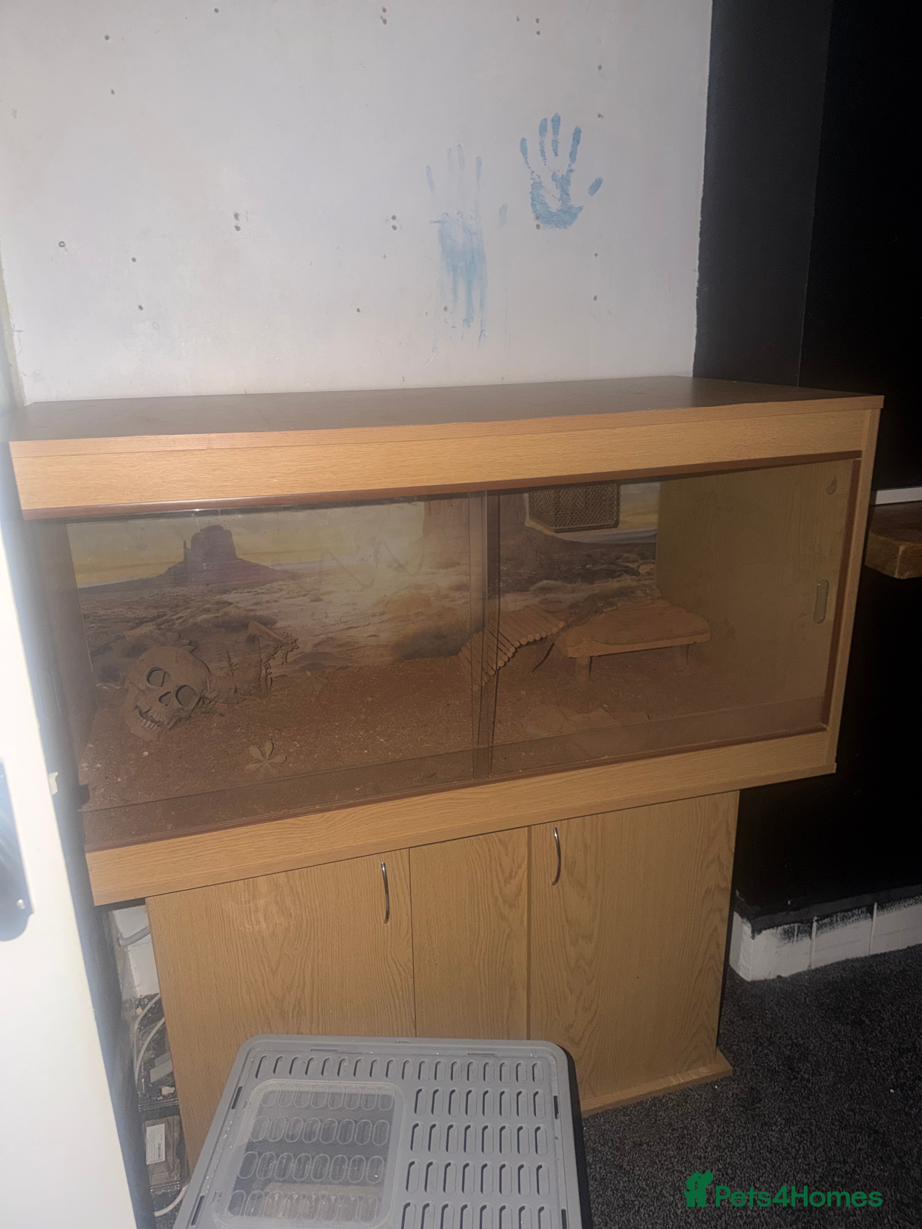 Bearded Dragon reptiles Bearded dragon full setup lifetime enclosure - Advert 1
