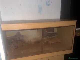 Bearded Dragon reptiles Bearded dragon full setup lifetime enclosure - Advert 1