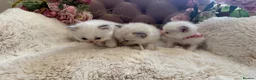 Ragdoll cats for sale: Gorgeous ColourPoint Full Pedigree Ragdoll Kittens - Advert 12