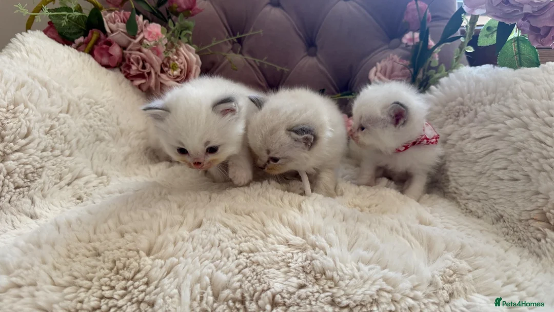 Ragdoll cats for sale: Gorgeous ColourPoint Full Pedigree Ragdoll Kittens - Advert 12