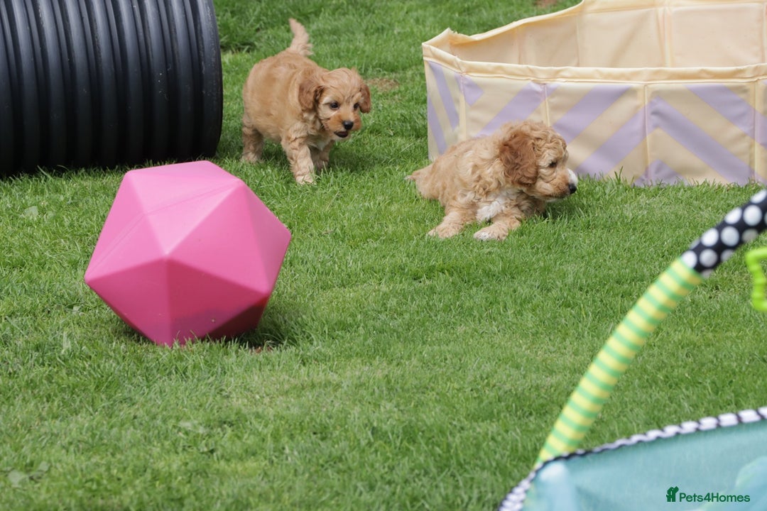 Cockapoo dogs for sale: Beautiful Cockapoo puppies for sale - Image 15