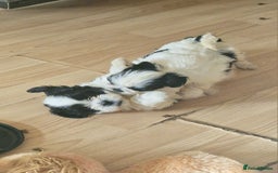 Shih Tzu dogs for sale: 🐾 Amazing Purebred Shih Tzu Puppies Crawley 🐾 - Advert 8