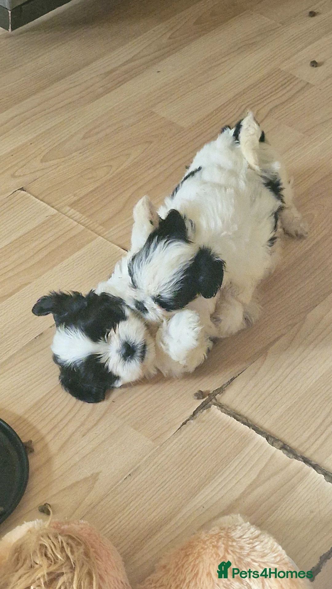 Shih Tzu dogs for sale: 🐾 Amazing Purebred Shih Tzu Puppies Crawley 🐾 - Advert 8