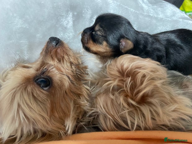 Yorkshire Terrier dogs - Advert 1