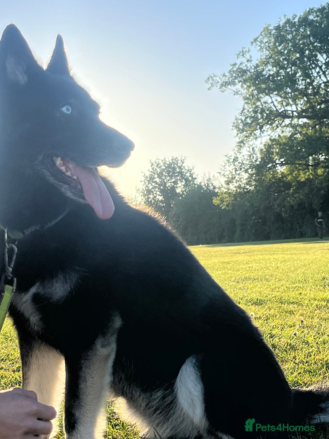 Shepsky dogs for sale: need rehomed  in Wymondham - Image 3
