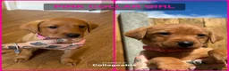 Labrador Retriever dogs for sale: 3 Beautiful Fox Labradors / 1 Boy / 2 Girls  - Advert 7