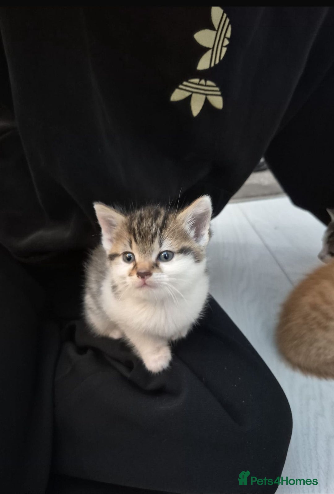 Mixed Breed cats for sale: 6 beautiful kittens (3 male, 3 females) for sale - Image 7