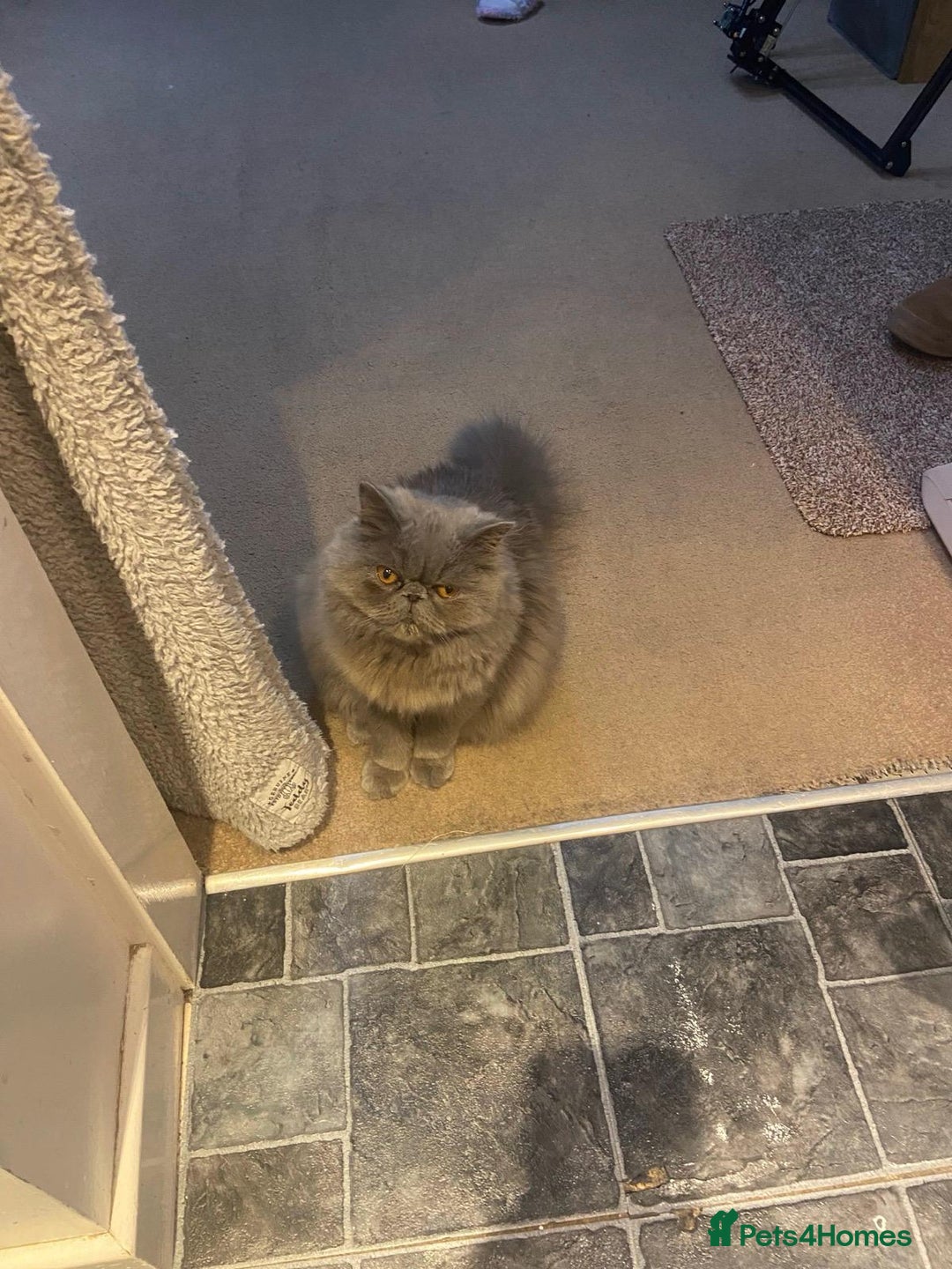 Persian cats for sale: Our beautiful pedigree Persian girl Winnie - Advert 6