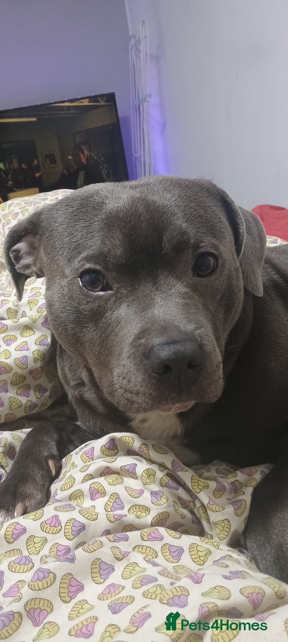 Staffordshire Bull Terrier dogs Boy for Girl - Advert 1