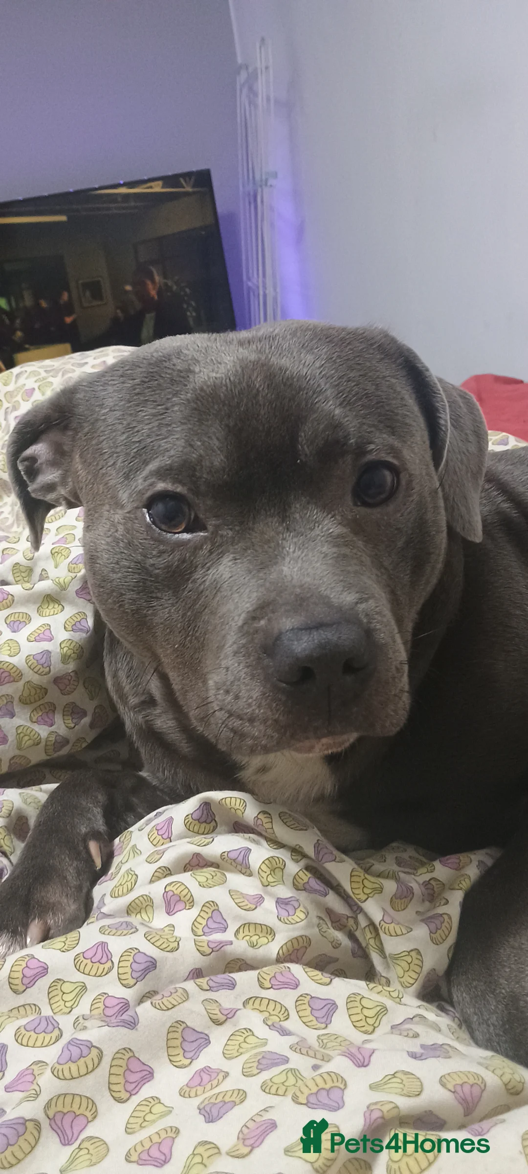 Staffordshire Bull Terrier dogs for stud: Boy for Girl in Leeds - Advert 1
