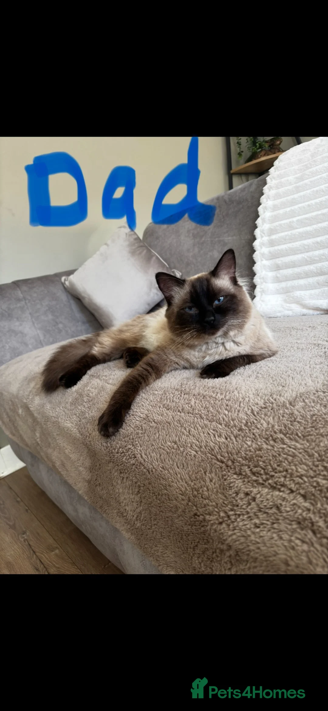 Ragdoll cats for sale: Ragdoll kittens  - Advert 10