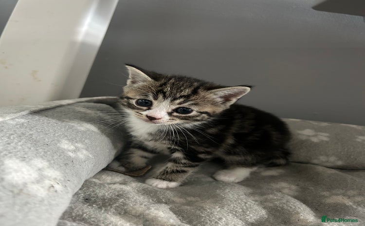 Mixed Breed cats - Advert 10