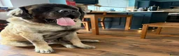 Mastiff dogs for sale: Old English Mastiff  in Doncaster - Advert 5
