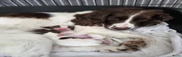 English Springer Spaniel dogs for sale: English springer spaniels liver and white  in Cupar - Advert 5
