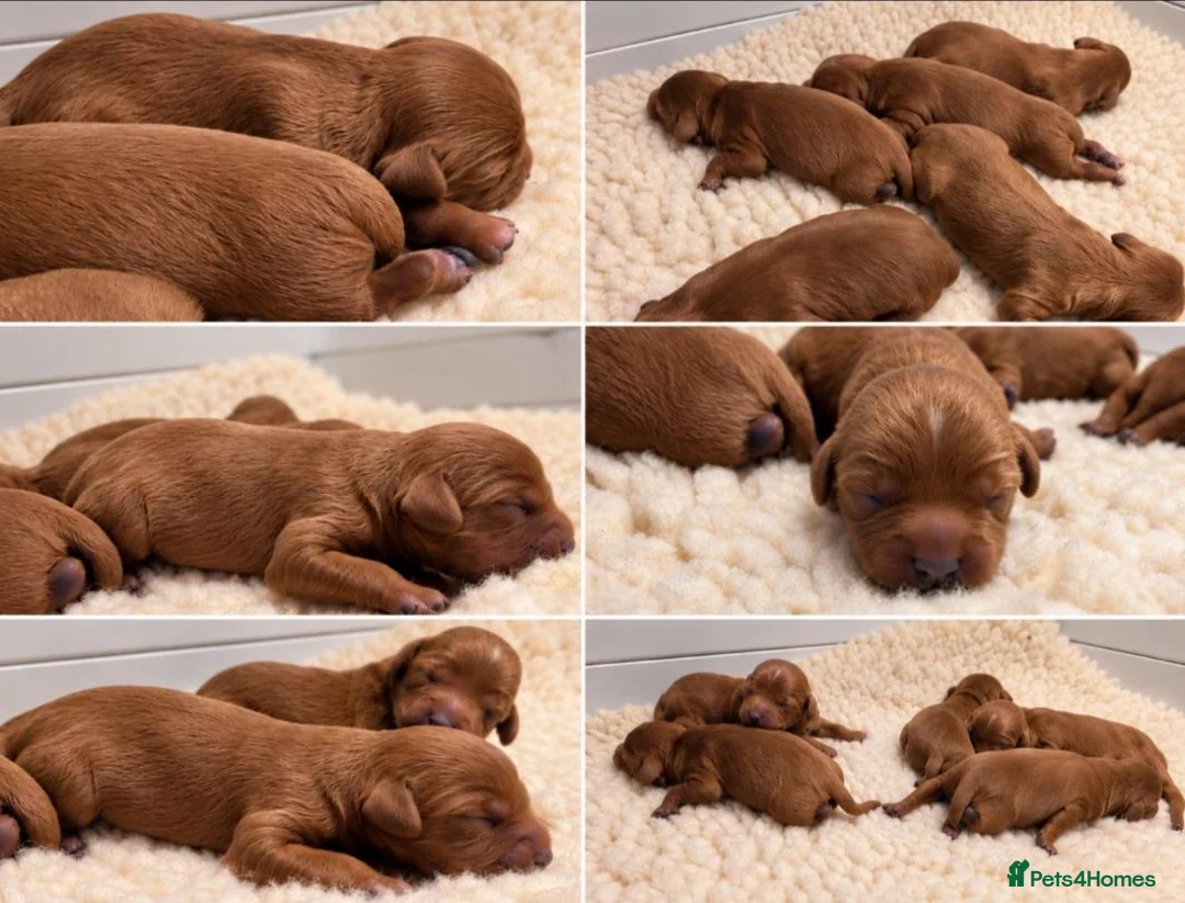 Cavapoo dogs for sale: F1 cavapoo litter  - Advert 8