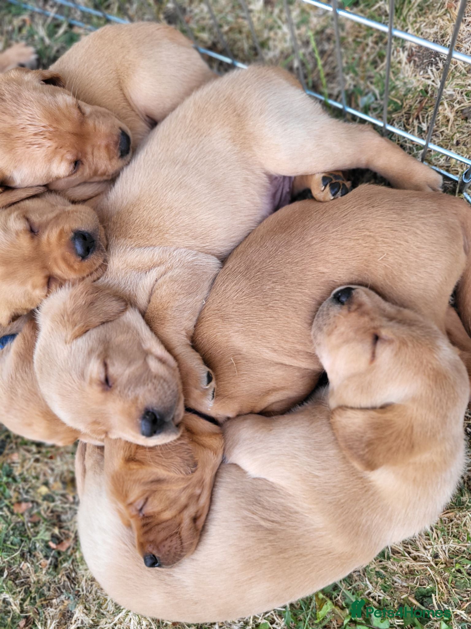 Labrador Retriever dogs Fox red Labrador puppies - Advert 16