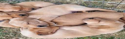 Labrador Retriever dogs for sale: Fox red Labrador puppies - Advert 3