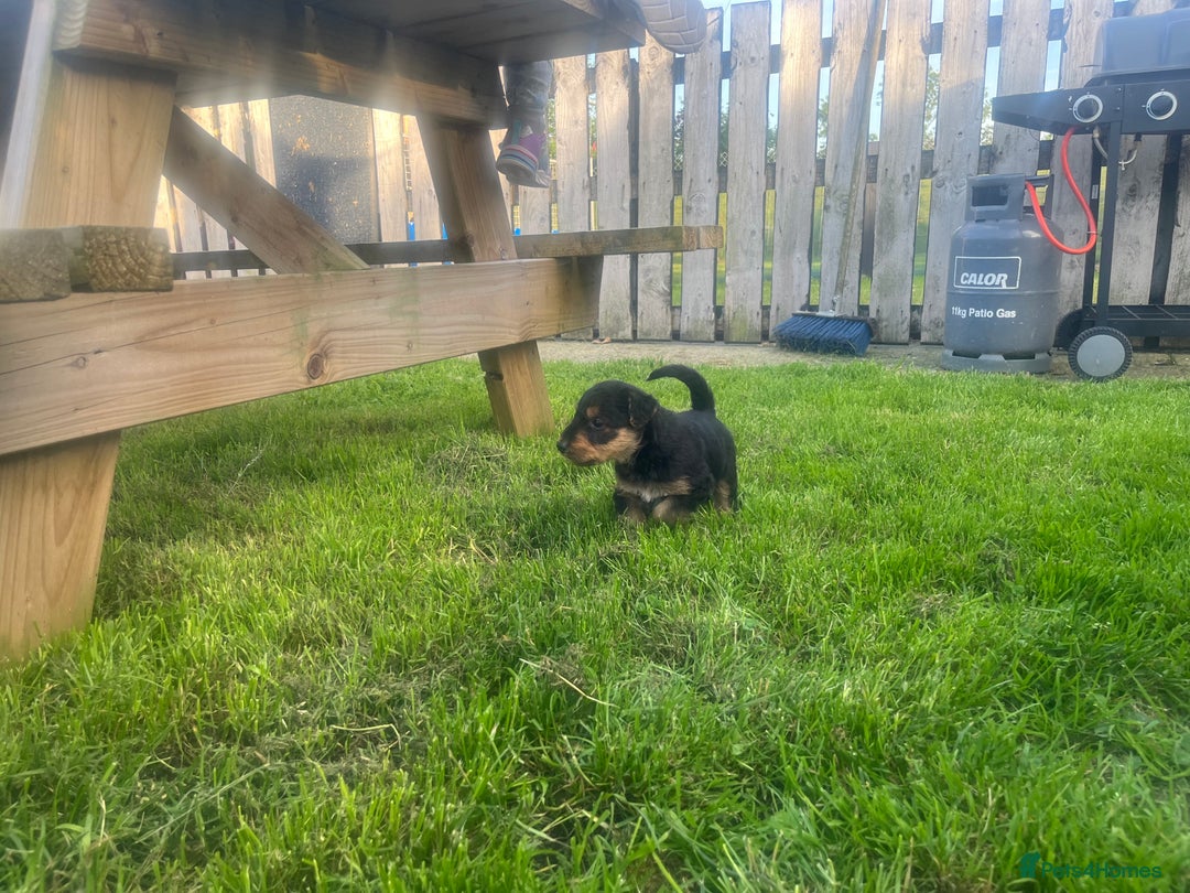 Airedale Terrier dogs for sale: Airedale Terrier Puppy 9 - Quality Airedale terrier pups - Image 27