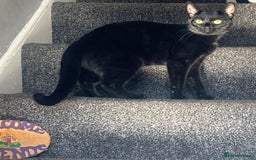 Domestic Shorthair cats for sale: Beautiful black cat looking for new home🐾🩷 - Advert 1