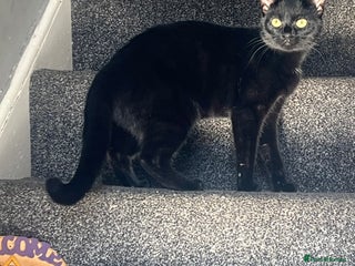 Domestic Shorthair cats for sale: Beautiful black cat looking for new home🐾🩷 - Advert 1
