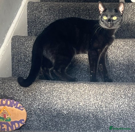 Domestic Shorthair cats Beautiful black cat looking for new home🐾🩷 - Advert 4
