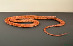 Corn Snake reptiles for sale: Female Corn Snake (no set up included)  - Image 3