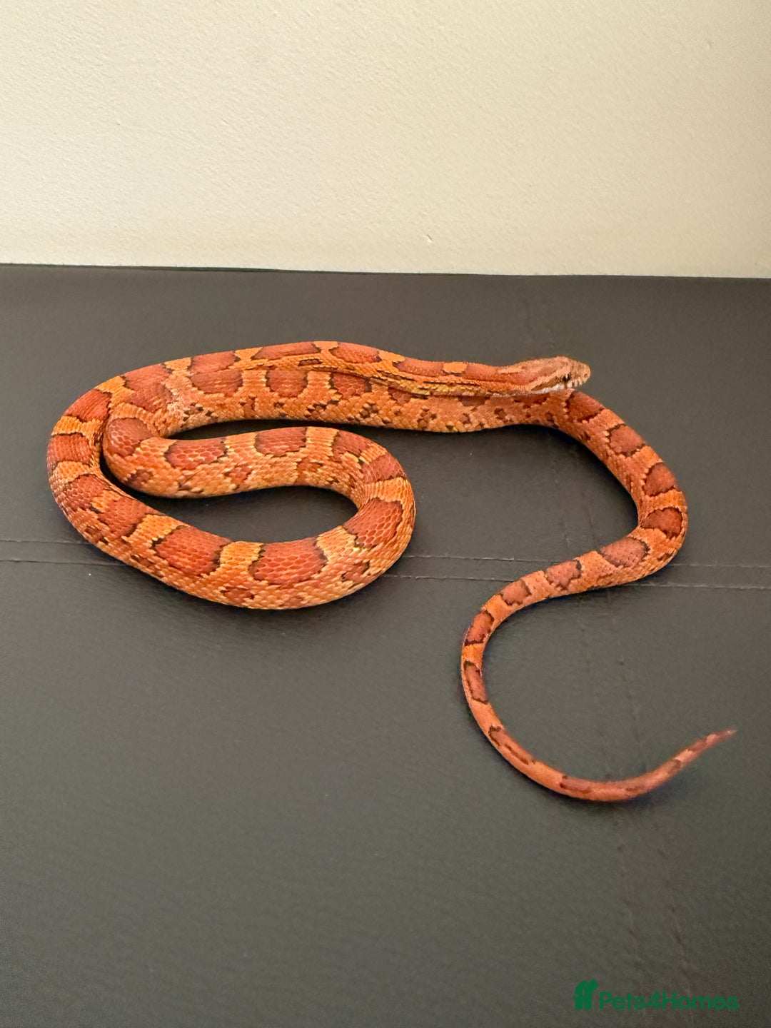 Corn Snake reptiles for sale: Female Corn Snake (no set up included)  - Image 3