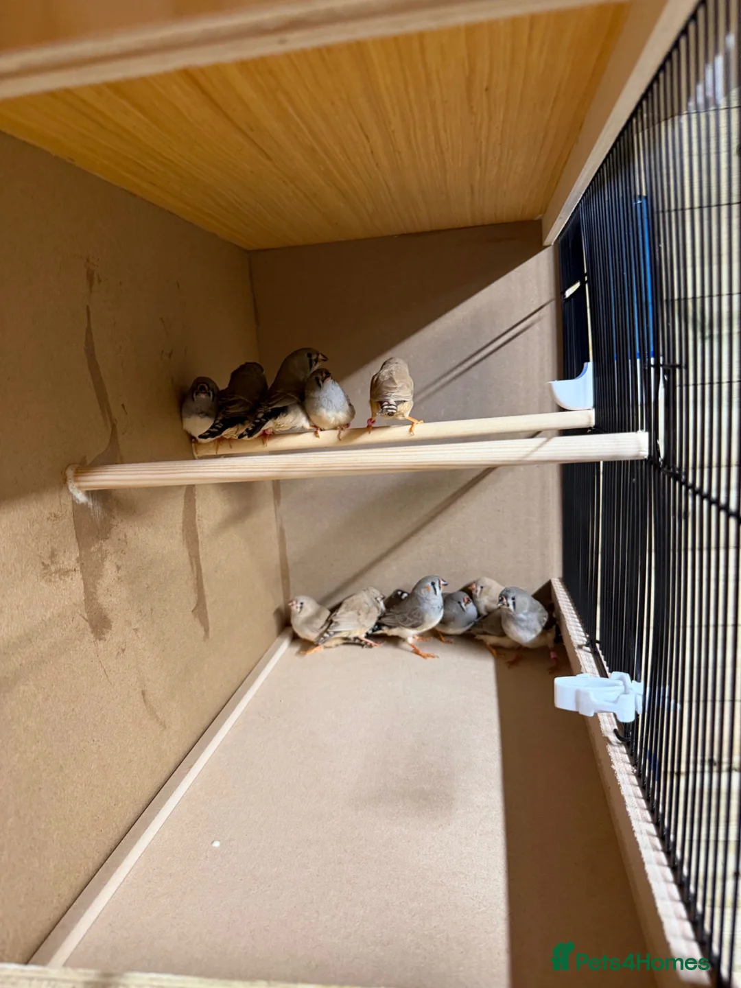 Finches birds for sale: Zebra finches  in Oldbury - Advert 4